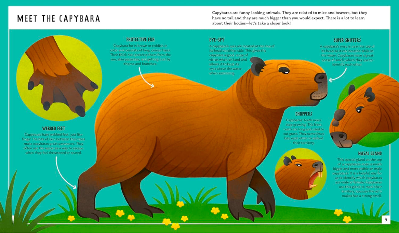 Young Zoologist - Capybara: A First Field Guide to the Biggest Rodent in the World