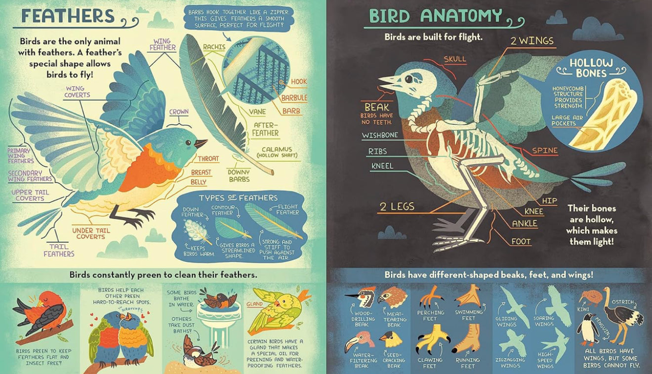 What's Inside a Bird's Nest?