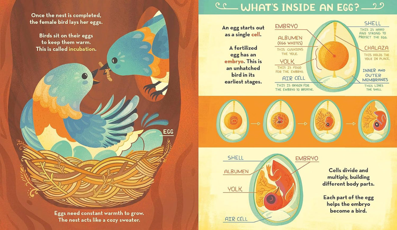 What's Inside a Bird's Nest?