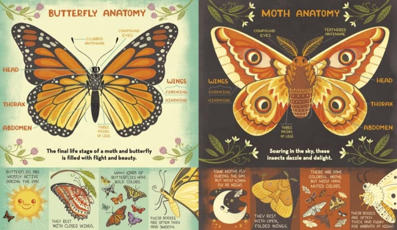 What's Inside a Caterpillar Cocoon?