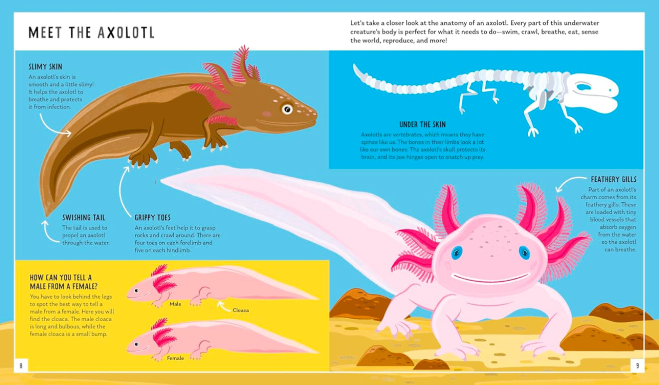 Young Zoologist - Axolotl: A First Field Guide to the Amphibian That Never Grows Up