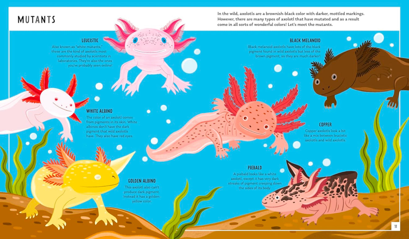 Young Zoologist - Axolotl: A First Field Guide to the Amphibian That Never Grows Up